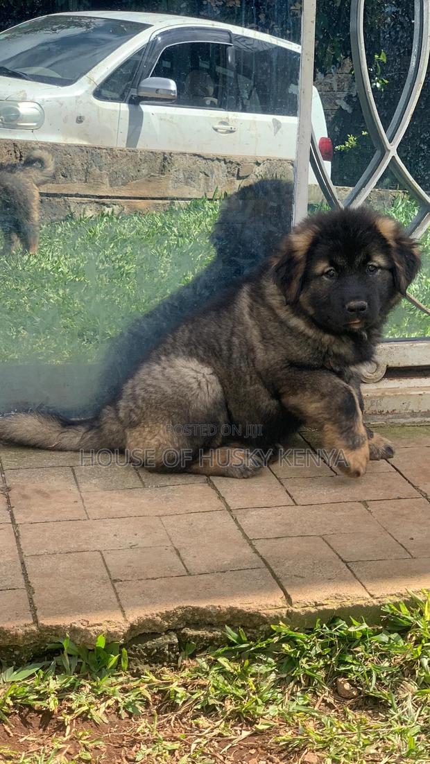 1-3 months Female Purebred Caucasian Shepherd