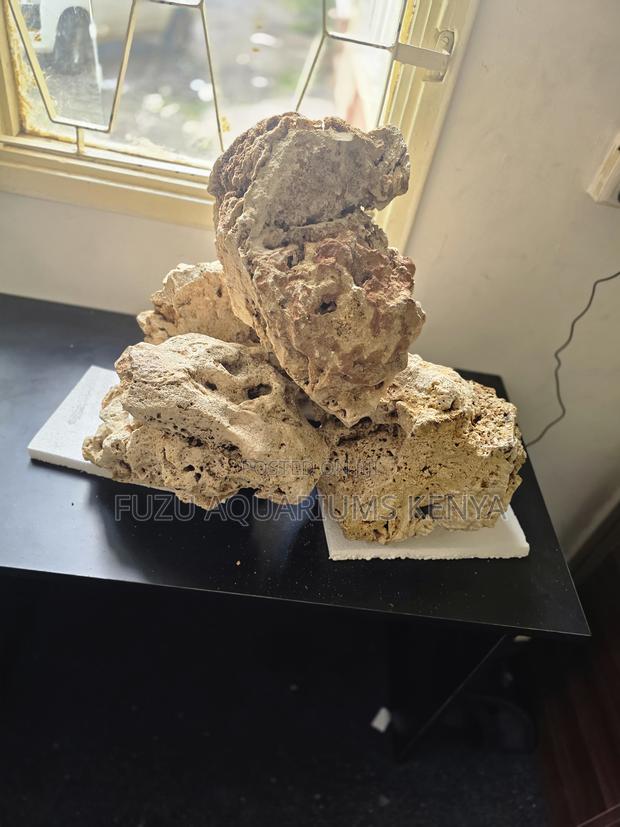 Bright Zoanthid Coral Colonies for Stunning Reef Aquariums - main view