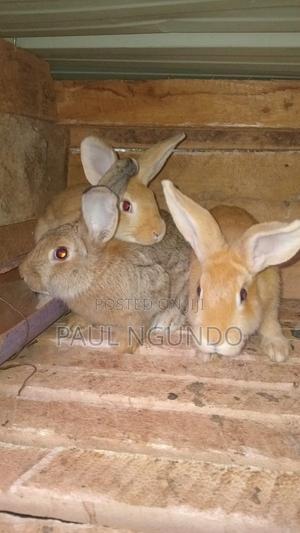 Hybrid Rabbits - thumbnail 2