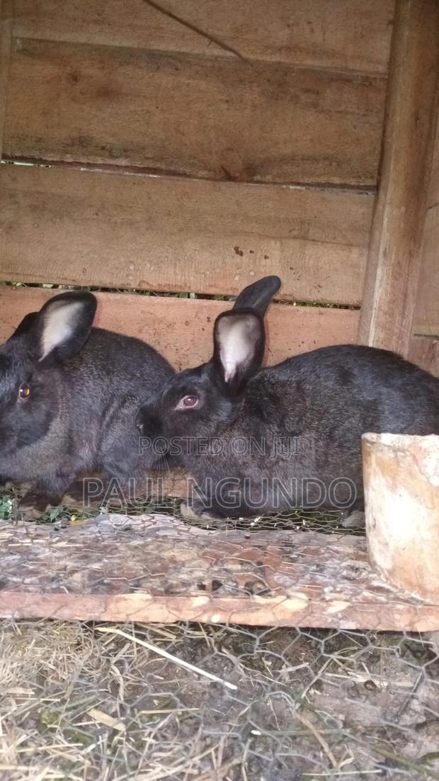 Hybrid Rabbits - thumbnail 3