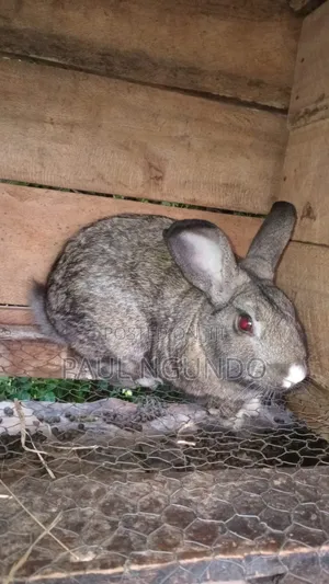Hybrid Rabbits