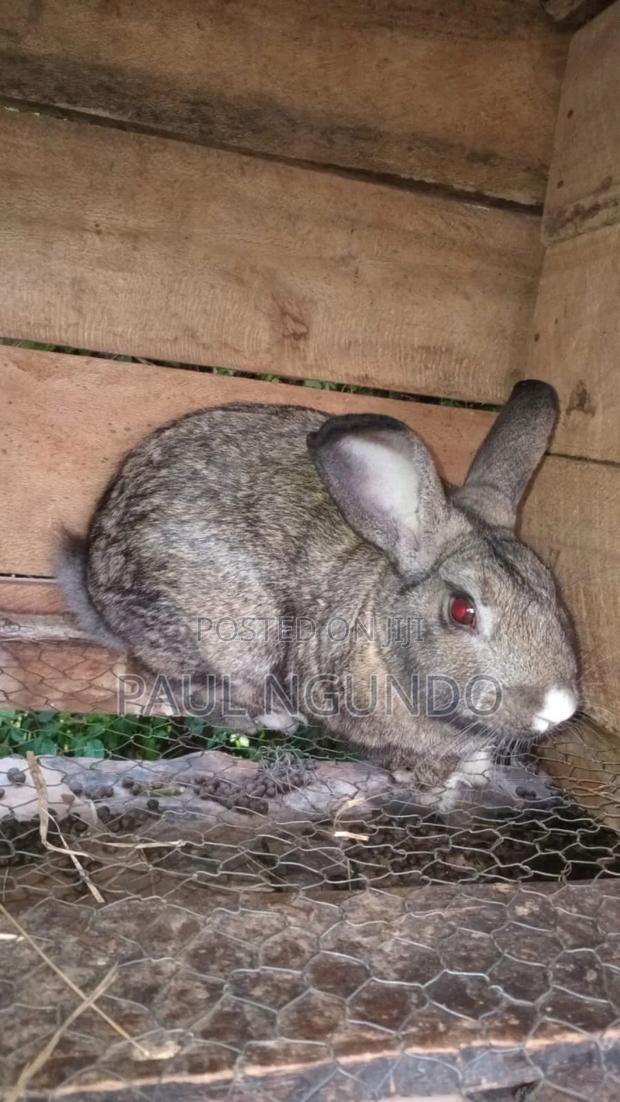 Hybrid Rabbits - thumbnail 4