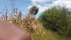 General Land – Two Sons – 2 Acres
