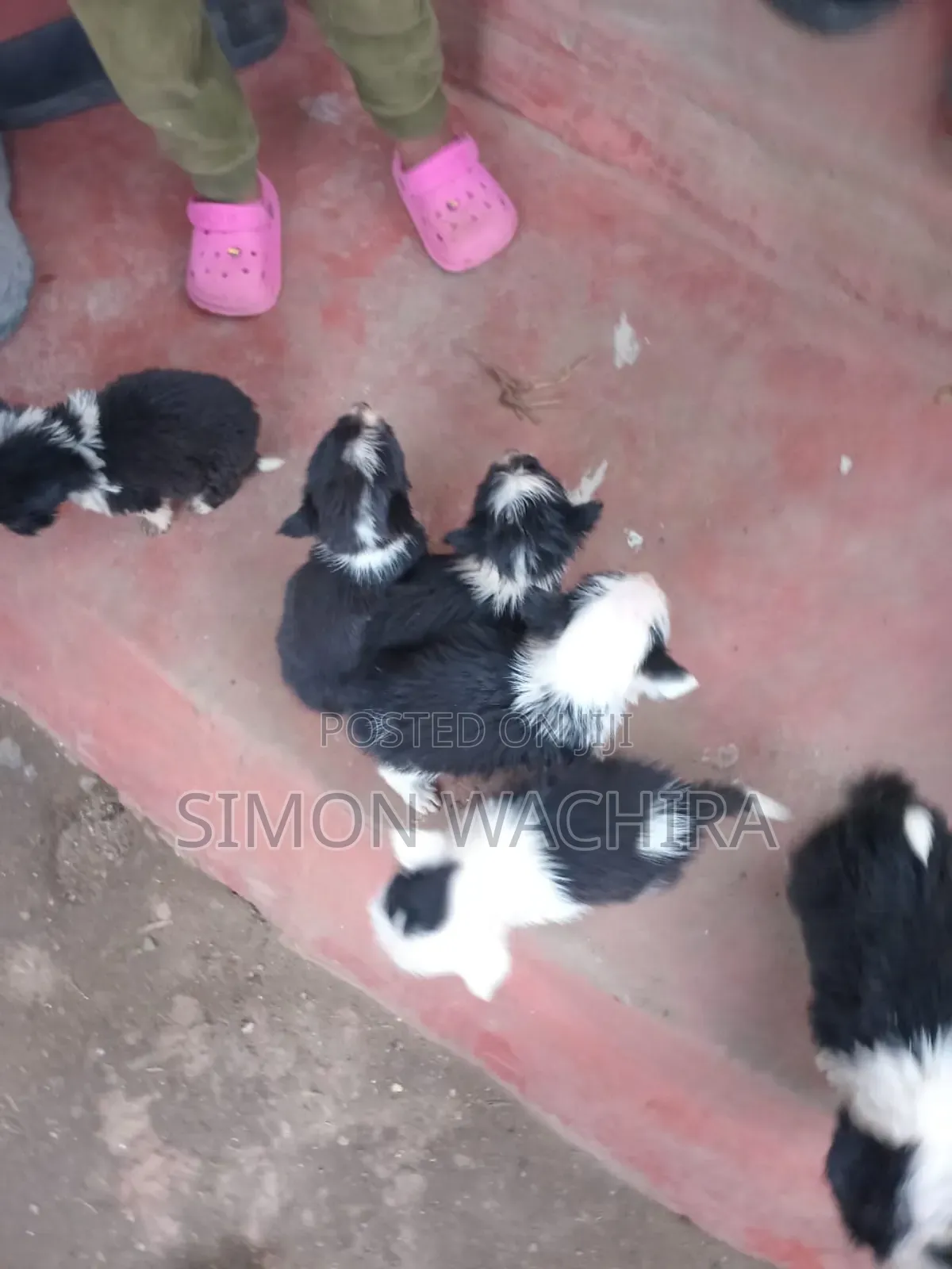 1-3 months Female Mixed Breed Japanese Spitz