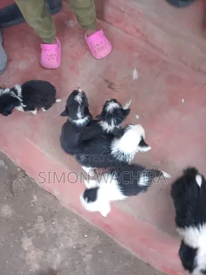 1-3 months Female Mixed Breed Japanese Spitz