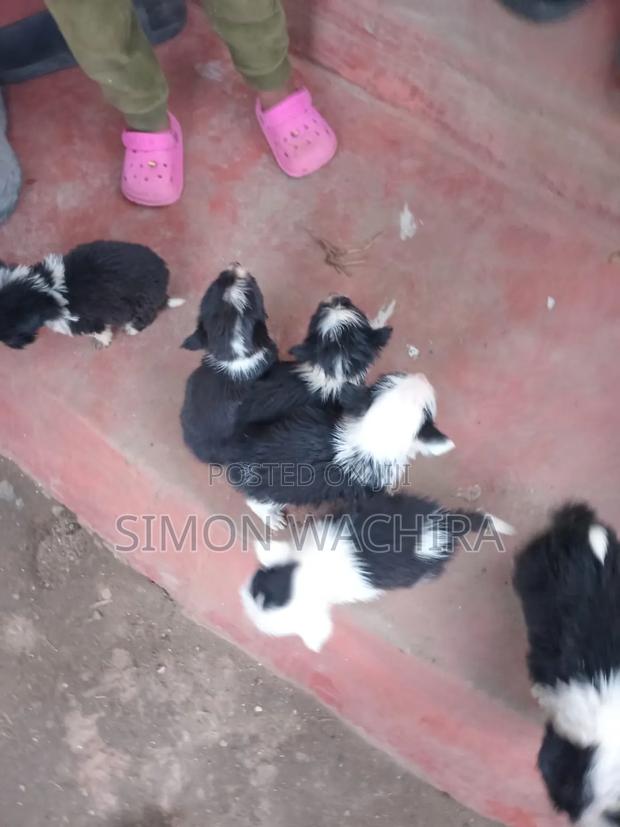 1-3 months Female Mixed Breed Japanese Spitz - thumbnail 2