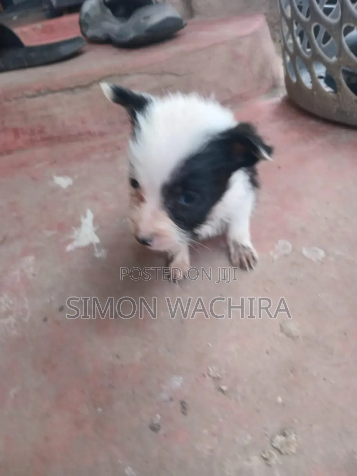 1-3 months Female Mixed Breed Japanese Spitz