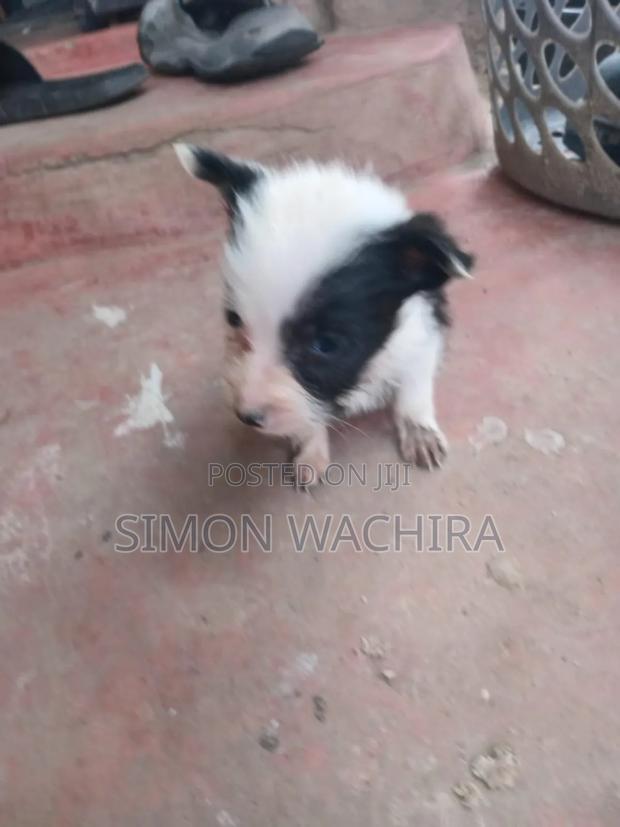1-3 months Female Mixed Breed Japanese Spitz - thumbnail 3