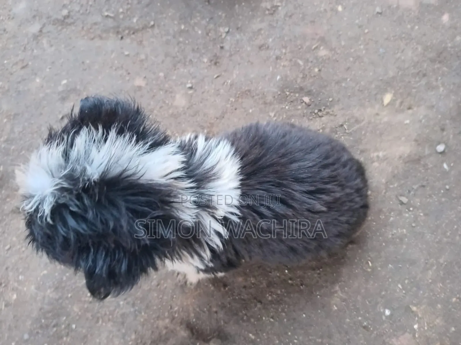 1-3 months Female Mixed Breed Japanese Spitz