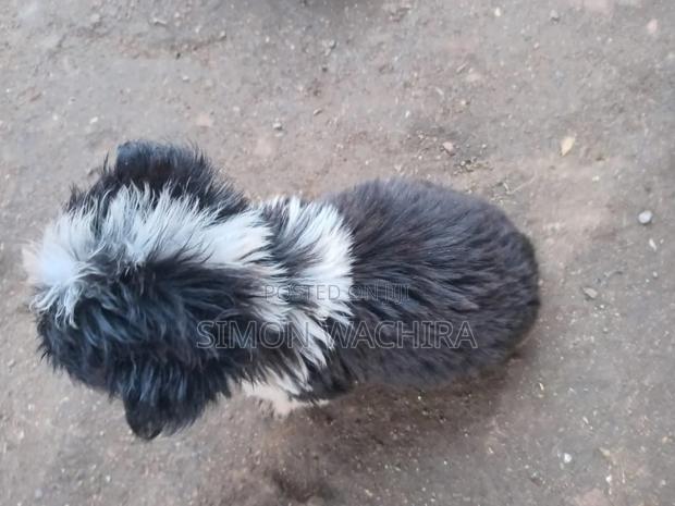 1-3 months Female Mixed Breed Japanese Spitz - thumbnail 4