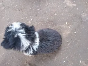 1-3 months Female Mixed Breed Japanese Spitz