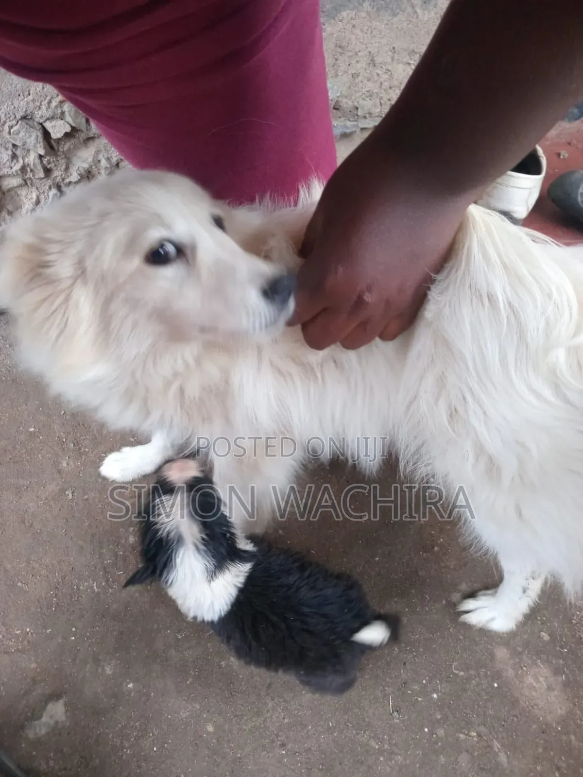 1-3 months Female Mixed Breed Japanese Spitz