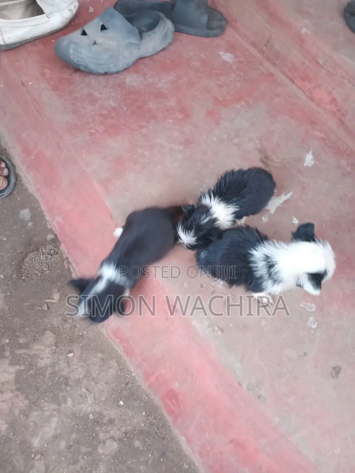 1-3 months Female Mixed Breed Japanese Spitz