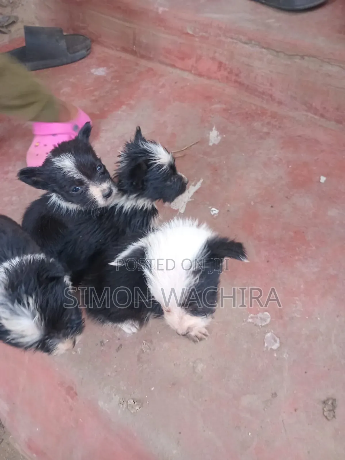 1-3 months Female Mixed Breed Japanese Spitz