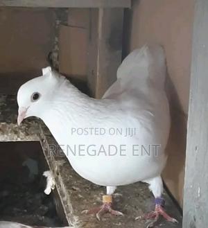 Pure White Pegion - thumbnail 2