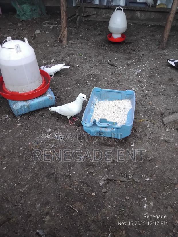 Pure White Pegion - thumbnail 3