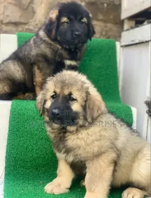 1-3 months Female Purebred Caucasian Shepherd