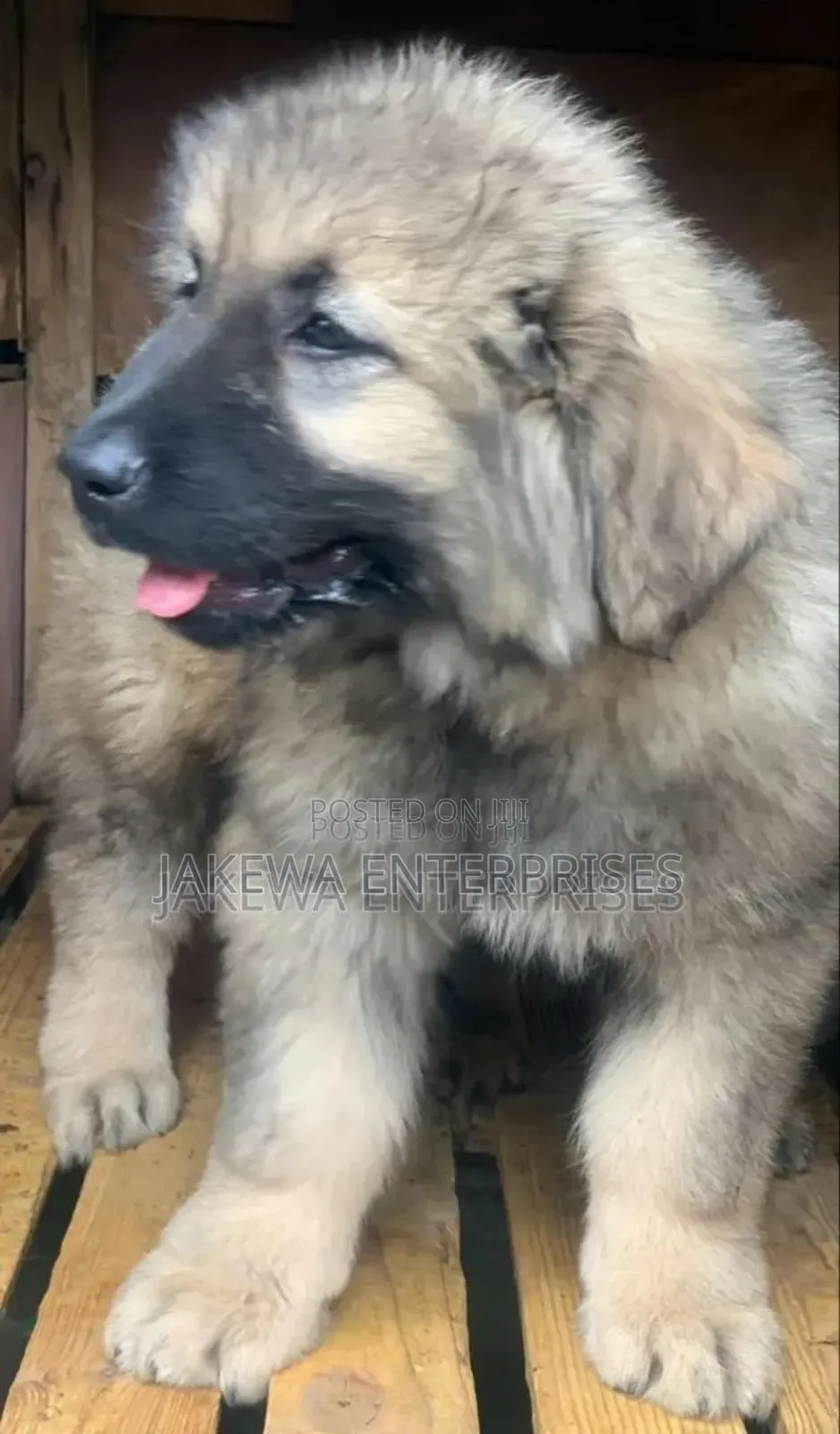 1-3 months Female Purebred Caucasian Shepherd