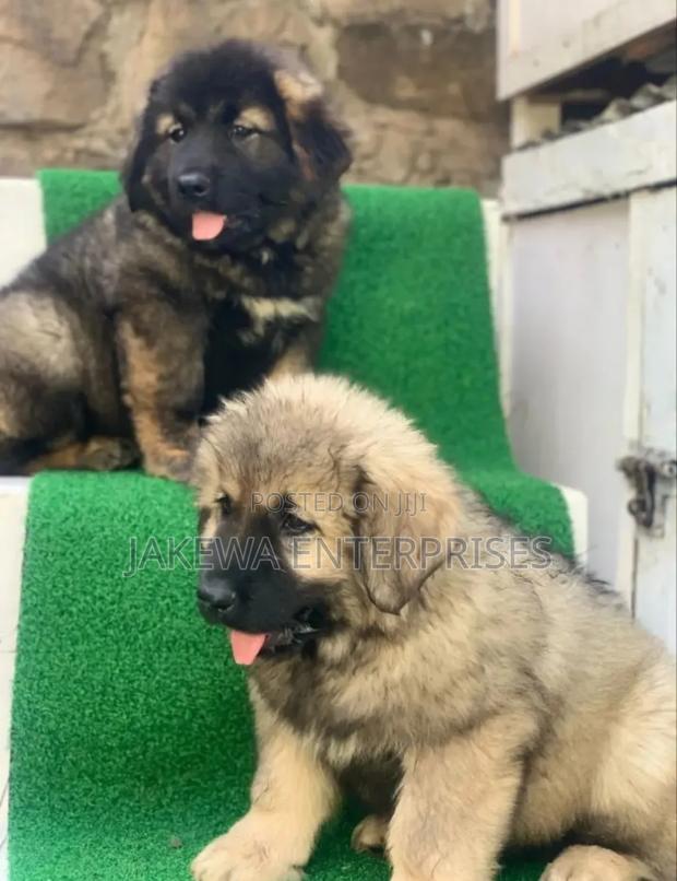 1-3 months Female Purebred Caucasian Shepherd