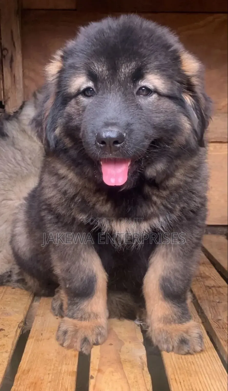 1-3 months Female Purebred Caucasian Shepherd