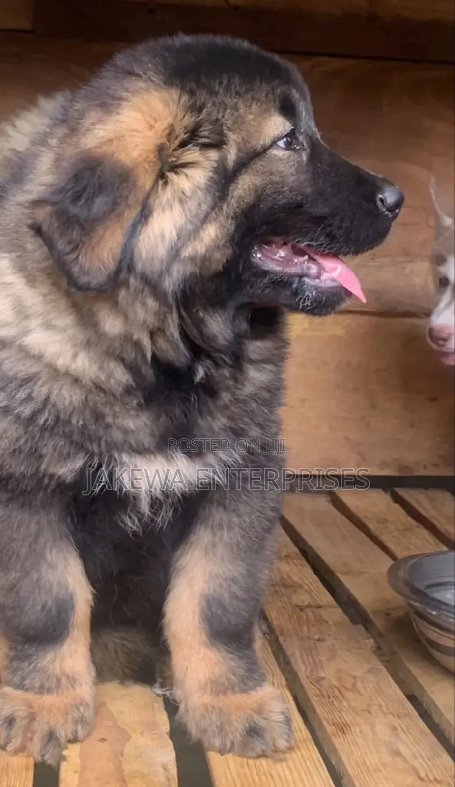 1-3 months Female Purebred Caucasian Shepherd