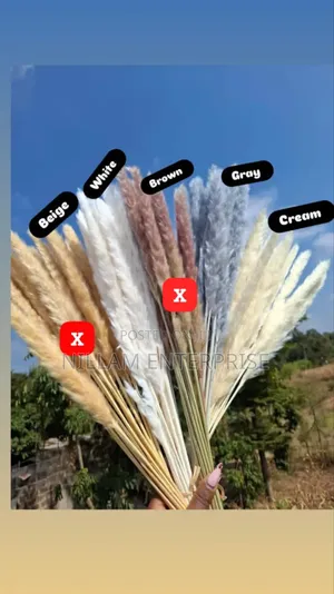 Mini Pampas Grass (60cms)