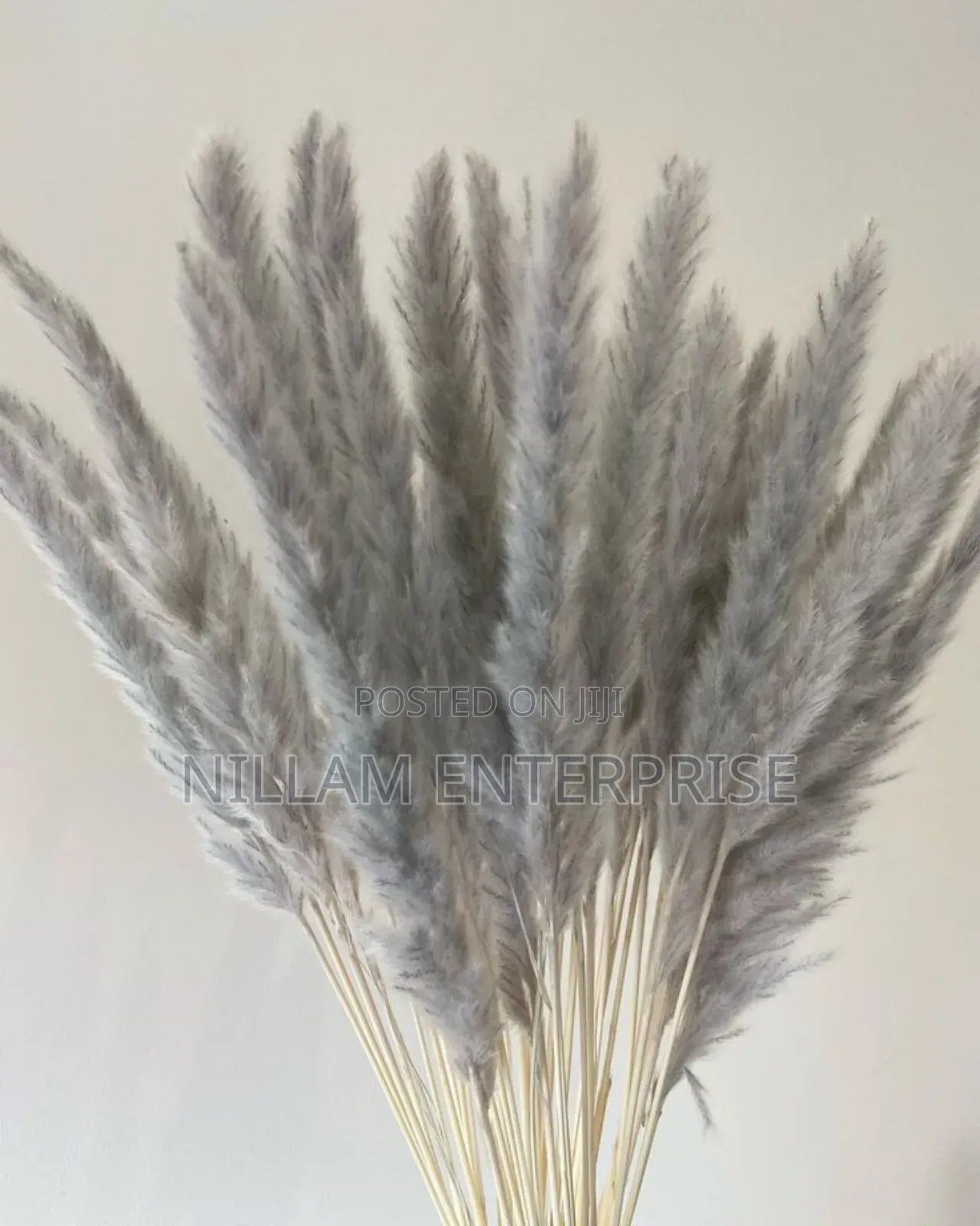 Mini Pampas Grass (60cms)