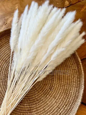 Mini Pampas Grass (60cms)
