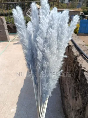 Mini Pampas Grass (60cms)