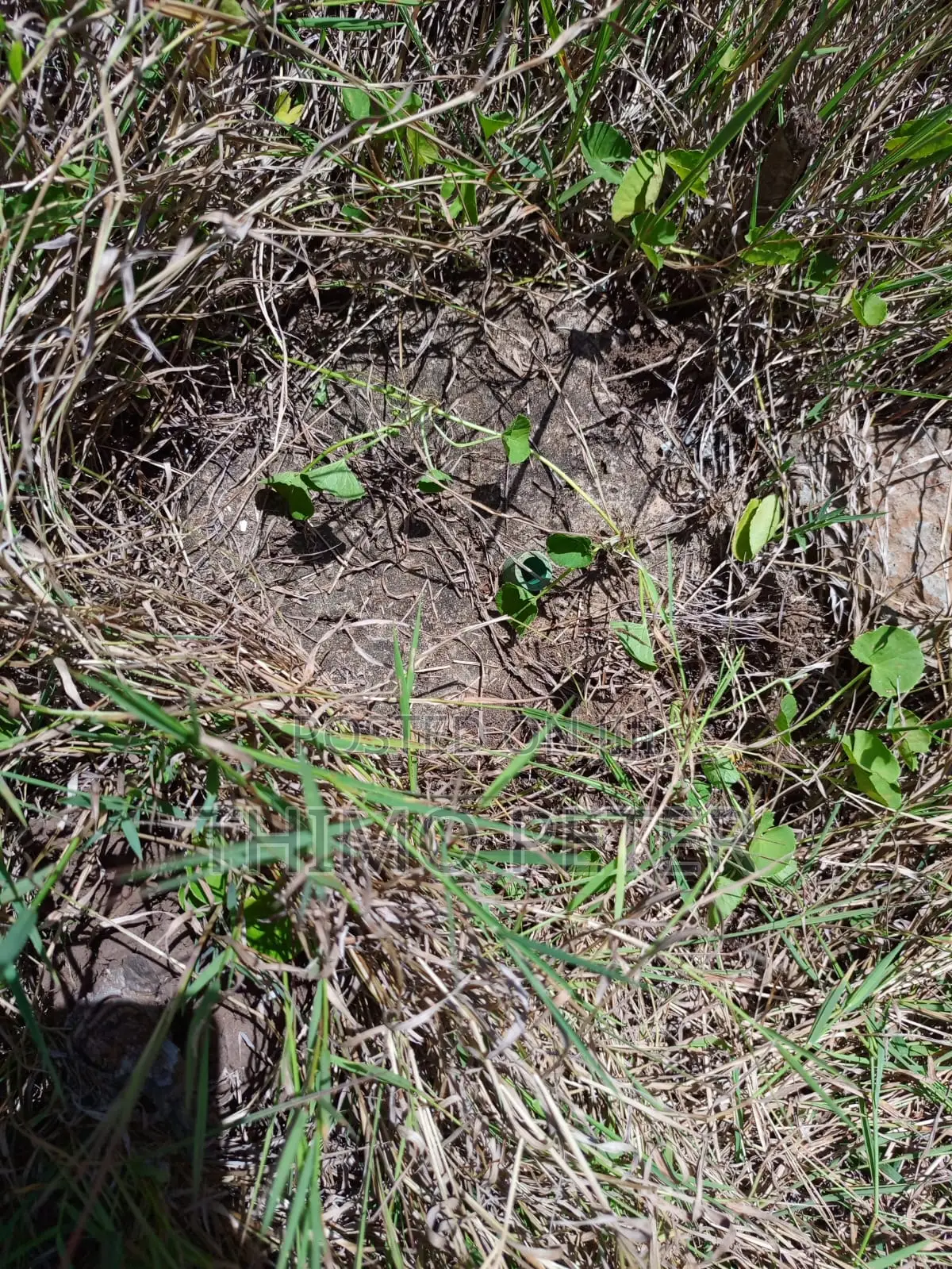 Plot for Sale
