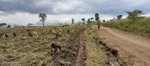 Kongasis 20 Acres for Sale - thumbnail 2