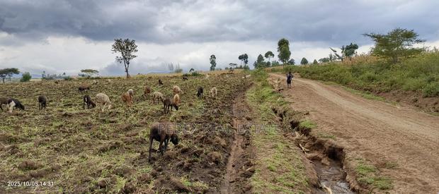 Kongasis 20 Acres for Sale - main view