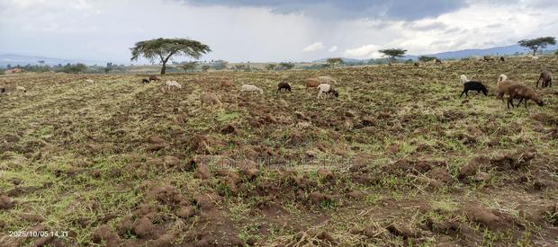 Kongasis 20 Acres for Sale - thumbnail 3