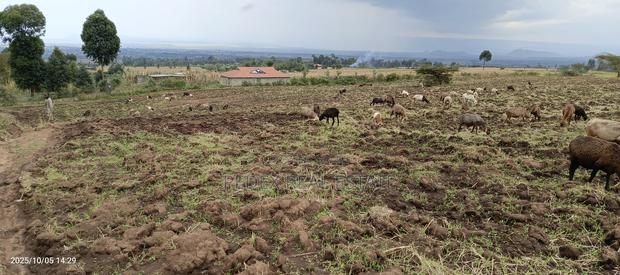 Kongasis 20 Acres for Sale - thumbnail 4