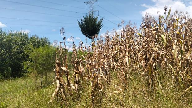 Land for 1 Million Per Acre Olkalou - thumbnail 2