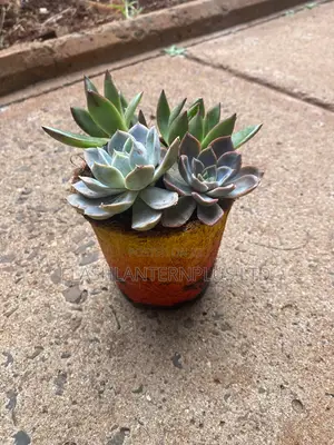 Vuna Coconut Coir Seedling Starter Pots