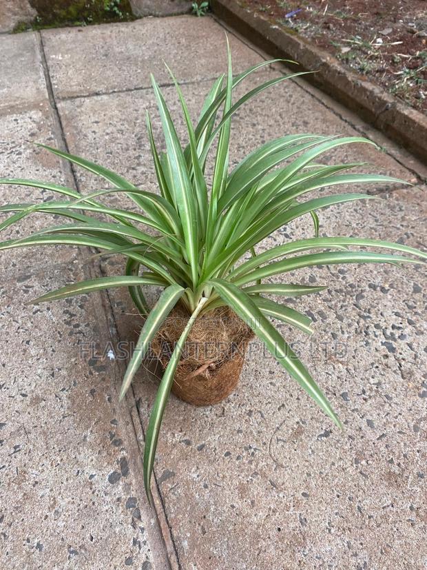 Vuna Coconut Coir Seedling Starter Pots - thumbnail 2