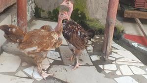 Pure Kienyeji Chickens - main view