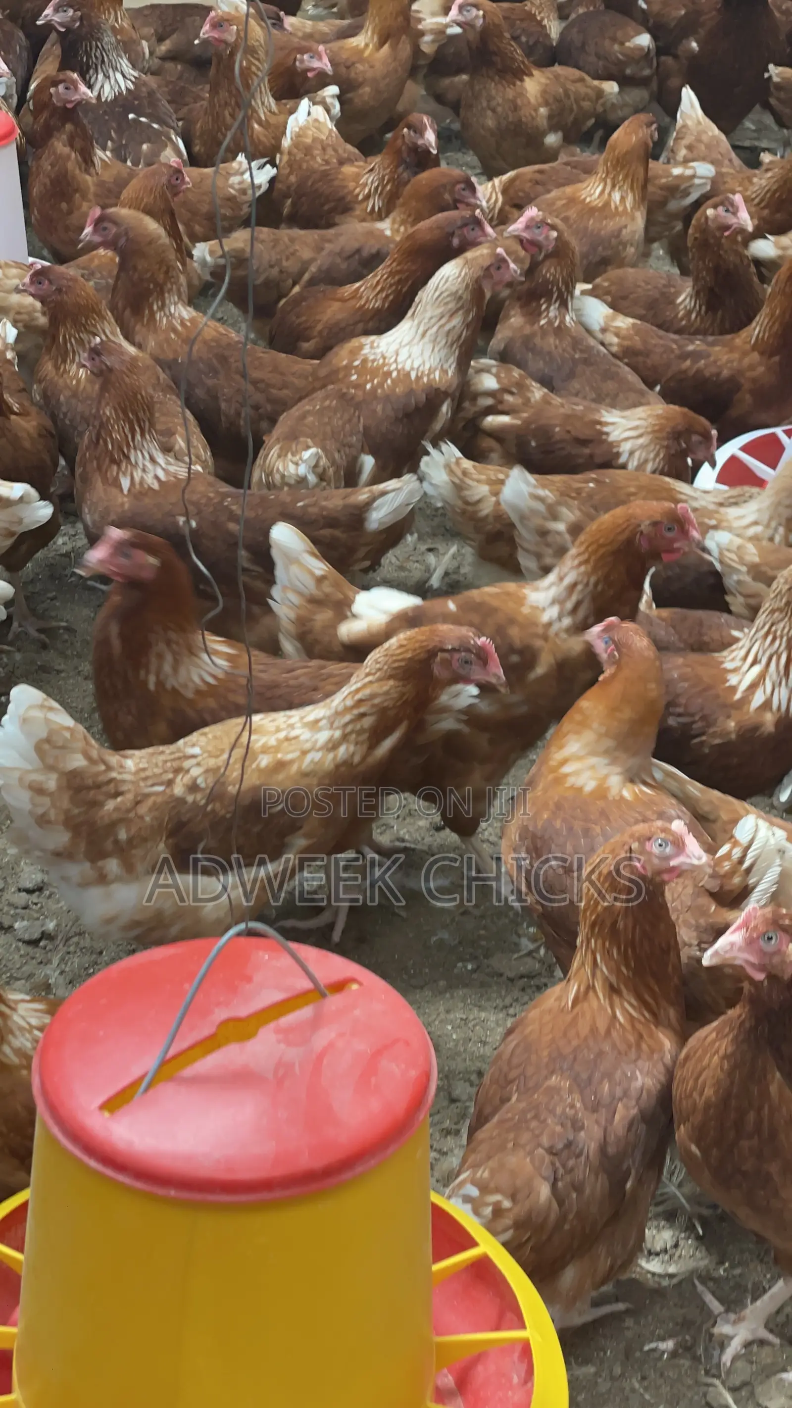 Grab Your 4.5–6 Month Brown Layers Chicken Today