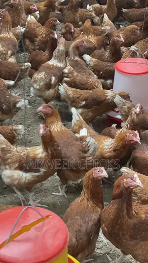 Grab Your 4.5–6 Month Brown Layers Chicken Today