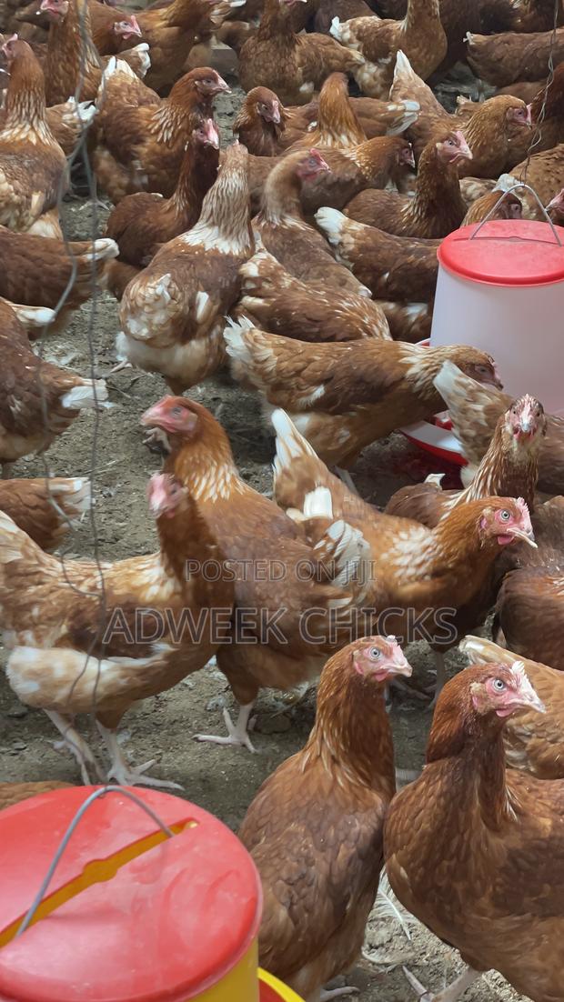 Grab Your 4.5–6 Month Brown Layers Chicken Today - thumbnail 3
