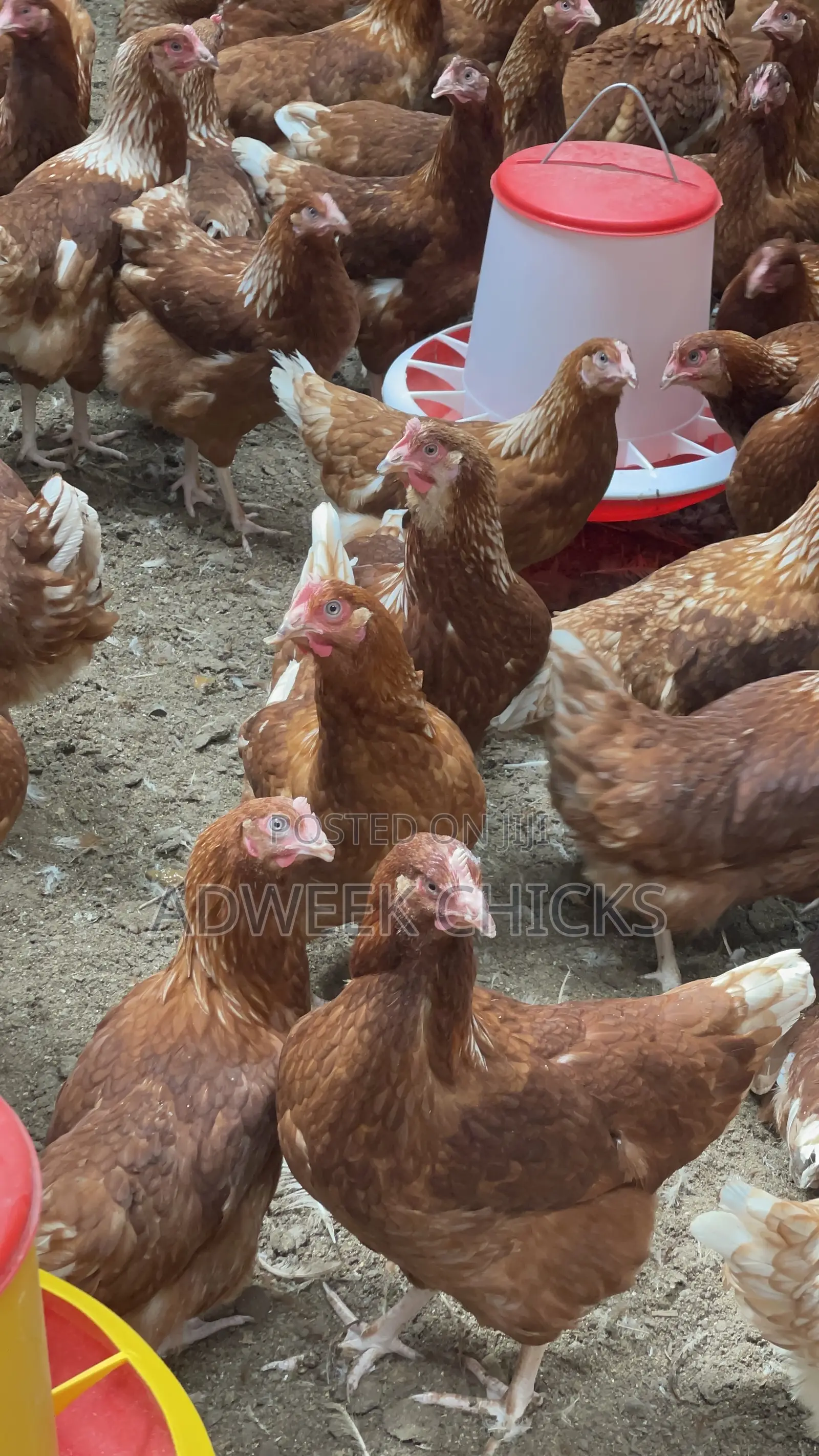 Grab Your 4.5–6 Month Brown Layers Chicken Today