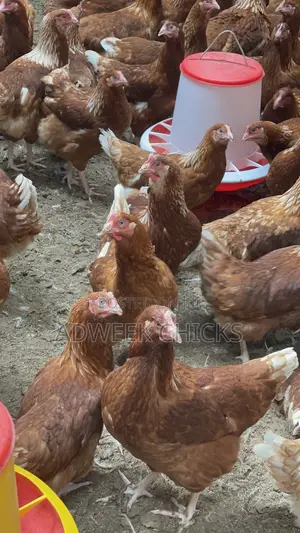 Grab Your 4.5–6 Month Brown Layers Chicken Today