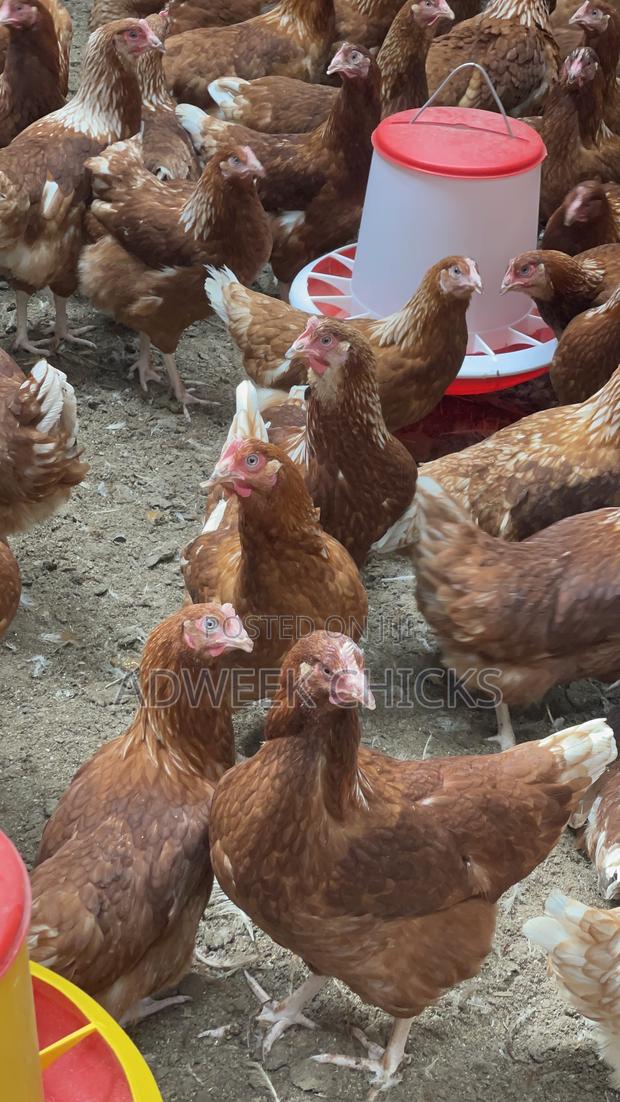 Grab Your 4.5–6 Month Brown Layers Chicken Today