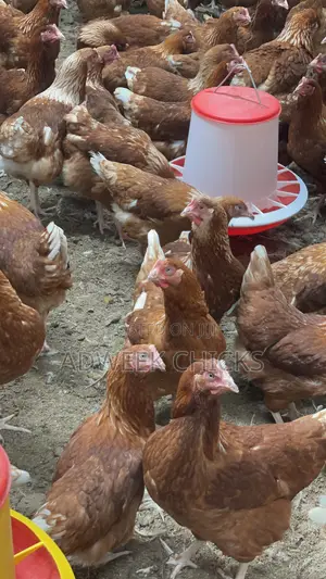Grab Your 4.5–6 Month Brown Layers Chicken Today