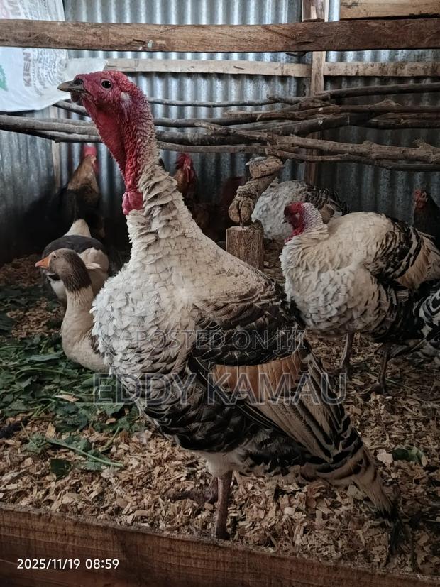 Royal Palm Turkey - main view