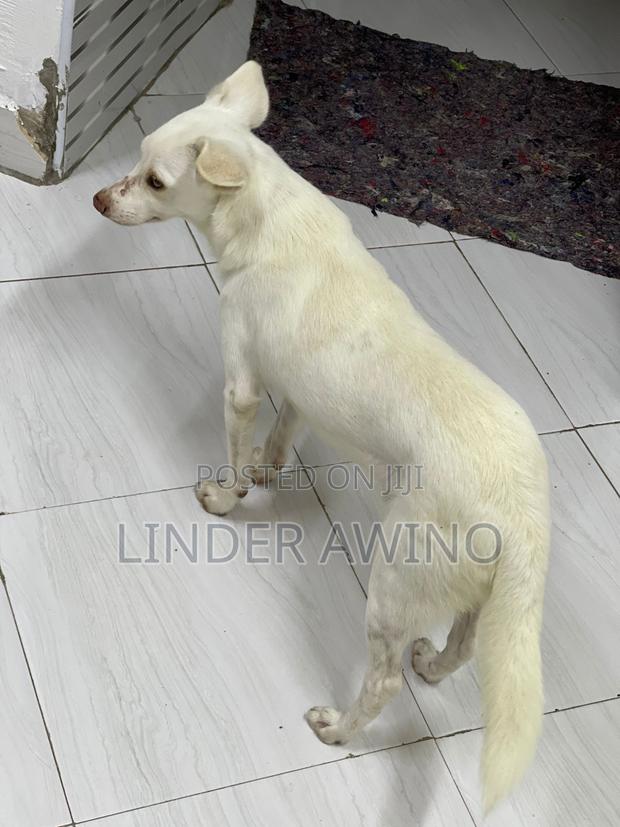 1+ year Male Mixed Breed Japanese Spitz - main view
