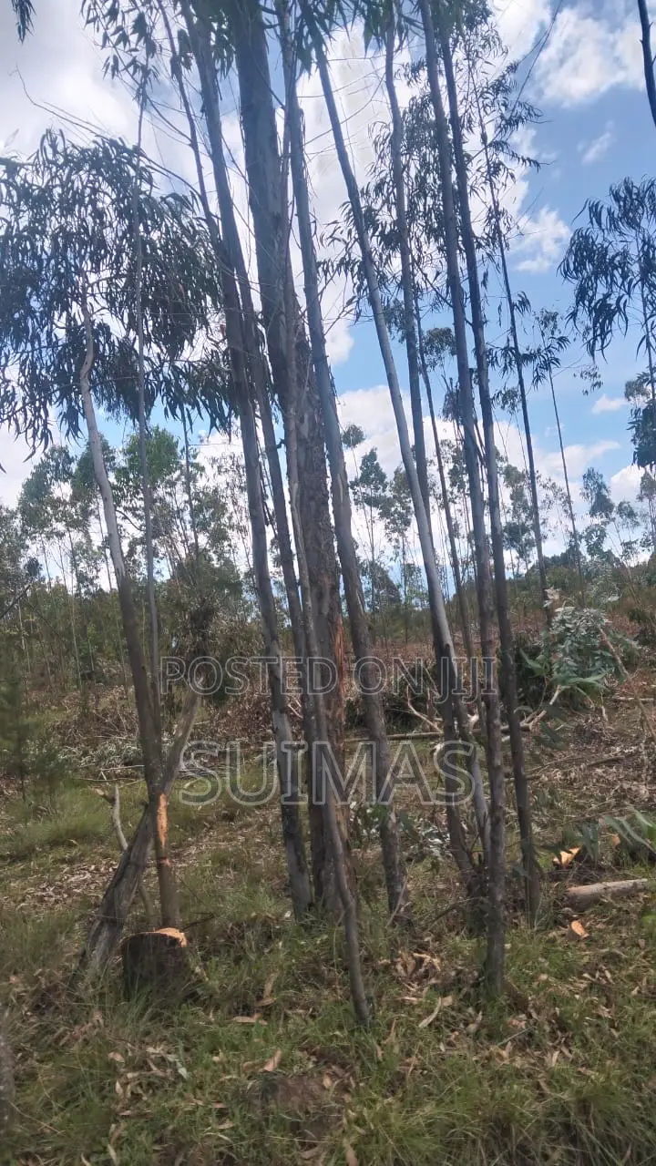 Residential Land for Sale in Kabubani