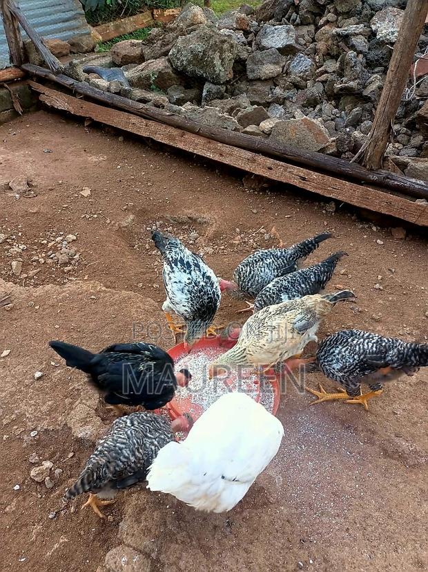 Pure Kienyeji Chicken Available(Medium)