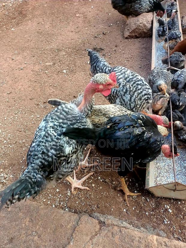 Pure Kienyeji Chicken Available(Medium) - thumbnail 2